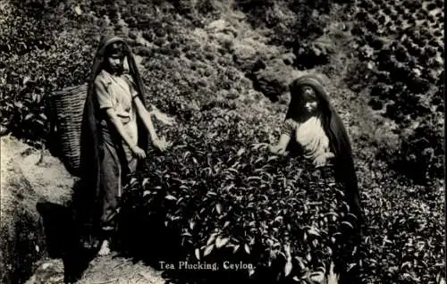 Ak Ceylon Sri Lanka, Teepflücken