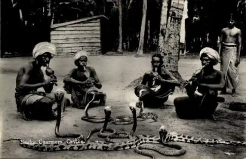 Ak Ceylon Sri Lanka, Schlangenbeschwörer, Schlangenbeschwörer, Kobras