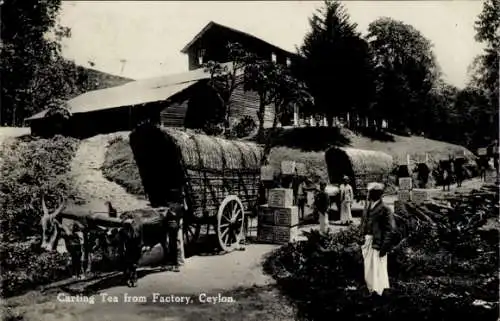 Ak Ceylon Sri Lanka, Kartierung von Tee aus der Fabrik