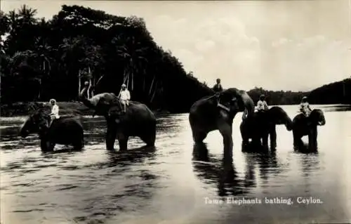 Ak Ceylon Sri Lanka, zahme Elefanten beim Baden, Mahut, Elefanten