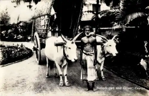 Ak Ceylon Sri Lanka, Ochsenkarren und Fahrer