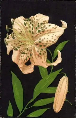 Präge Litho Lilienblüte, MSP 21.8.4.24 Kreuzer Leipzig