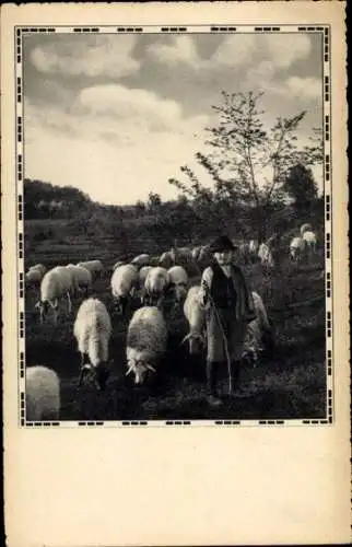 Foto Ak Junger Hirte, Schafe, Landwirtschaft, Wiese