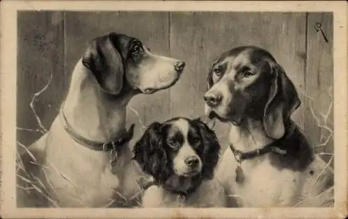 Künstler Ak Drei Hunde mit Halsbändern