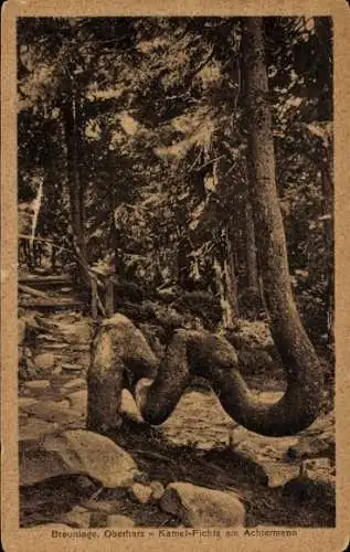 Ak Braunlage im Oberharz, Kamel-Fichte, Achtermann