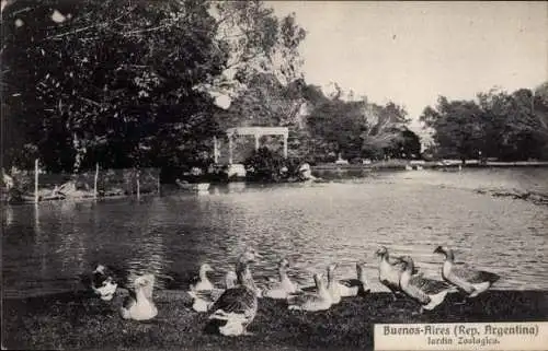 Ak Buenos Aires Argentinien, Zoologischer Garten, Gänse