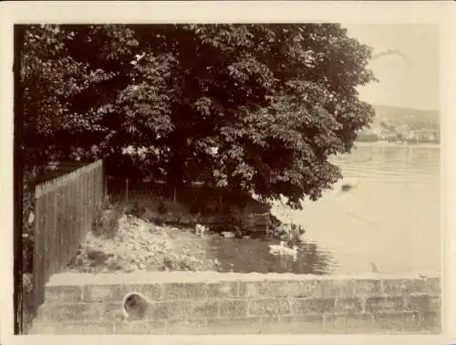 Foto Ak Schweiz, Ort am Zürichsee, Motiv am Ufer