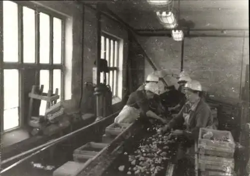 Foto Bergbau Bezirk Halle, Arbeiter am Förderband, Sortierung