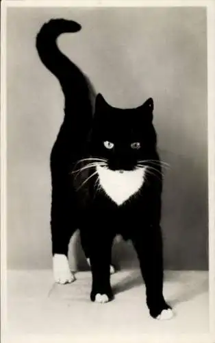 Ak Schwarz-weiße Katze, stehend, Tierportrait