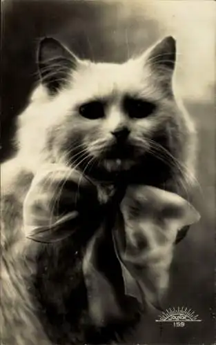 Ak Katze mit einer Schleife, Tierportrait