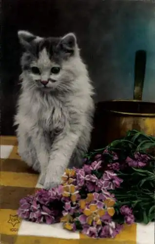 Ak langhaarige Katze auf einem Tisch sitzend, Blumen