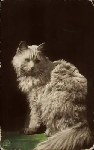 Ak weiße langhaarige Katze, sitzend, Tierportrait