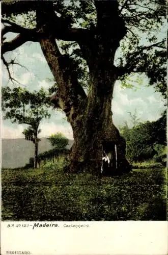 Ak Insel Madeira Portugal, Castanneiro, Blick auf einen Baum