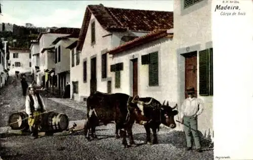 Ak Madeira Portugal, Zwei Bullen ziehen einen Schlitten im Ort
