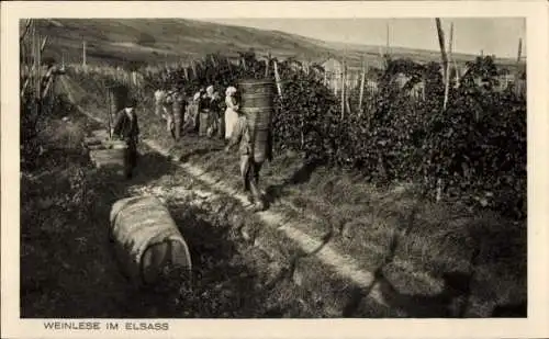 Ak Elsass, Weinlese, Weinanbau, Weintrauben, Ernte