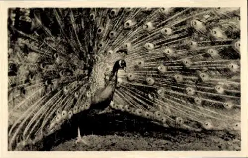 Ak Altenbrak Thale im Harz, Forsthaus Todtenrode, Pfau