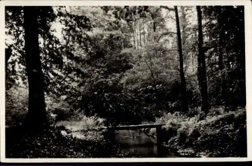 Ak Ermelo Gelderland, In het Leuvenumsche bosch