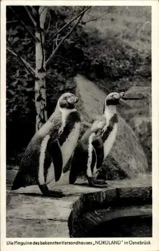 Ak Osnabrück in Niedersachsen, Pinguine des bekannten Versandhauses NORDLAND