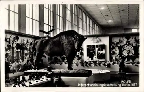 Ak Internationale Jagdausstellung Berlin 1937, Polen, Jagdtropäen