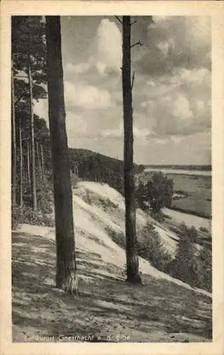 Ak Geesthacht an der Elbe, Teilansicht, Bäume