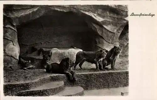 Ak Halle an der Saale, zoologischer Garten, Löwenfreianlage