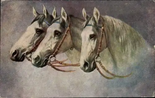 Ak Drei weiße Pferdeköpfe mit Zaumzeug, Zugpferde, Kopfstudien
