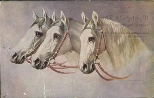 Ak Drei weiße Pferdeköpfe mit Zaumzeug, Zugpferde, Kopfstudien
