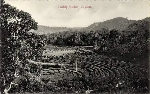 Ak Ceylon Sri Lanka, Reisfelder
