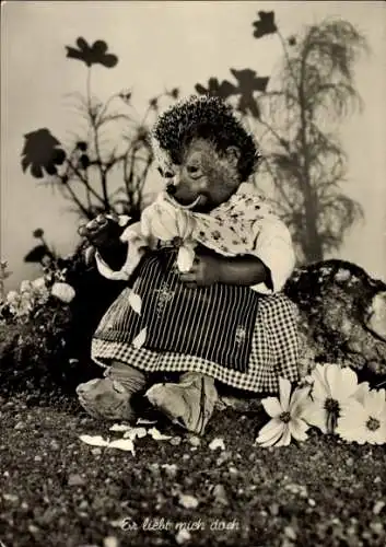 Ak Mecki der Igel, Er liebt mich doch, Igelfrau zupft Blütenblätter von Blumen