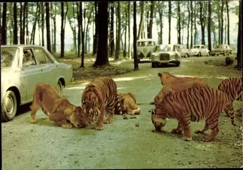Ak Wallerstädten Groß Gerau in Hessen, Safariland, Tiger, Löwen, Autos