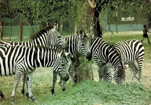Ak Wallerstädten Groß Gerau in Hessen, Zebras