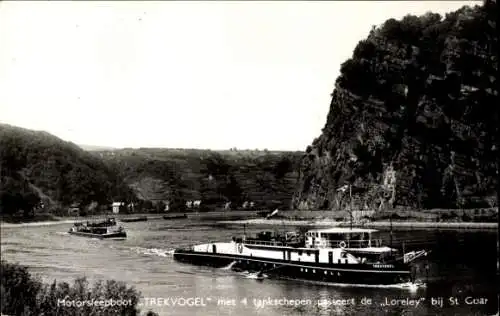 Ak Sankt Goarshausen am Rhein, Loreley, Motorboot, Trekvogel