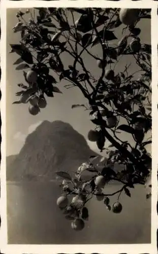 Ak Lugano Kanton Tessin, Monte San Salvatore, Zitronenbaum