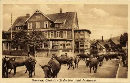 Ak Braunlage im Oberharz, Straßenpartie beim Hotel Achtermann, Kühe