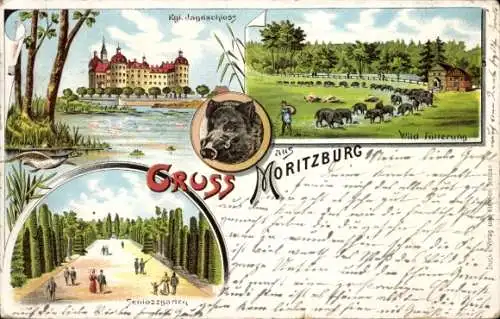 Litho Moritzburg in Sachsen, Wildschwein, Schlossgarten, Königliches Jagdschloss, Wild-Fütterung