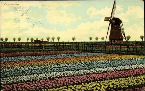 Ak Niederlande, Tulpenfelder, Windmühle