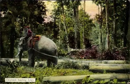 Ak Indien, Arbeitselefant beim Transport von Baumstämmen