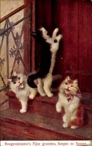 Künstler Ak Drei Katzen miauen an der Haustür, Reklame W. Hoogenstraaten & Co