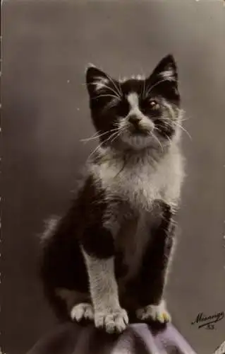 Ak Tierportrait, junge Katze, sitzend