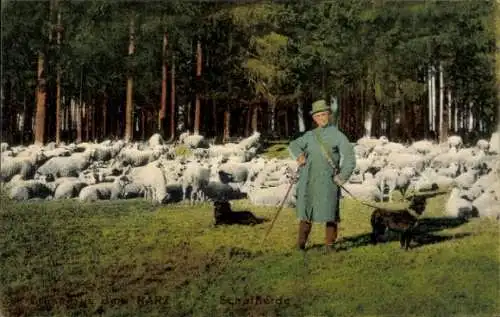 Ak Hirte mit Schafherde, Hütehunde
