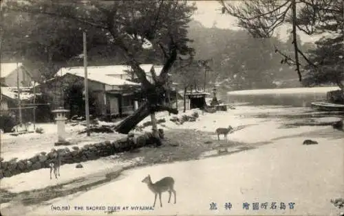 Ak Insel Miyajima Hatsukaichi Präfektur Hiroshima Japan, Heiliger Hirsch