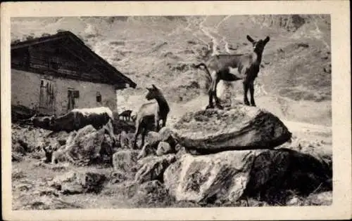 Ak Fieberbrunn Tirol, Wildalm, Ziegen auf Felsen