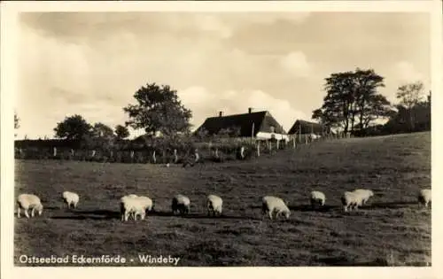 Ak Windeby in Schleswig Holstein, Eckernförde, Teilansicht, Schafe