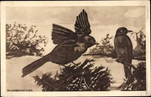 Künstler Ak Vögel, Rotkehlchen