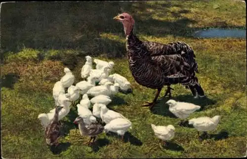 Ak Truthuhn mit Jungen