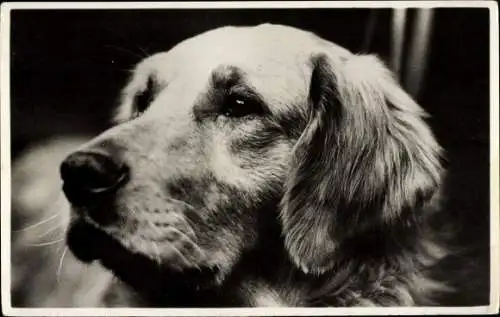 Ak Retriever, Hund, Hundeportrait, Kopfstudie