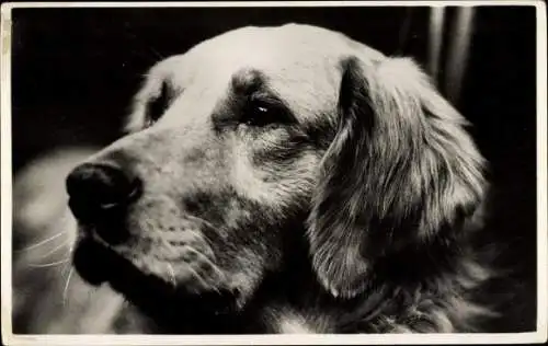 Ak Retriever, Hund, Hundeportrait, Kopfstudie