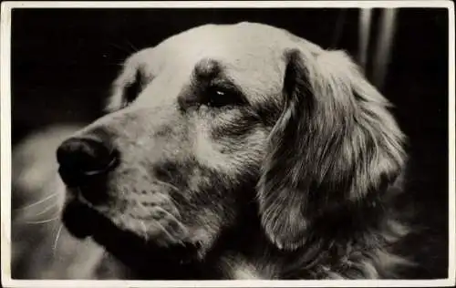 Ak Retriever, Hund, Hundeportrait, Kopfstudie