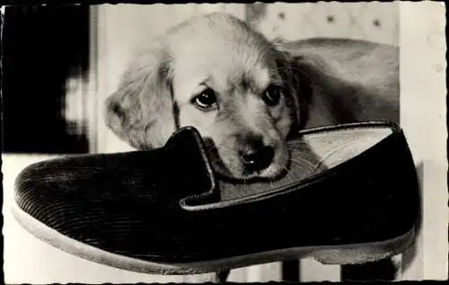 Ak Junger Hund mit Schuh im Maul, Welpe
