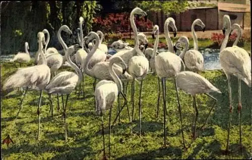 Ak Flamingos, Vögel